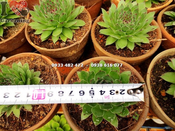 Sen đá Phật Bà Trung phát triển tốt – dáng đài sen đẹp đặc trưng