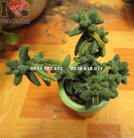 Cây sen đá trái tim mặt nạ nhỏ dáng đẹp tại vườn ILG