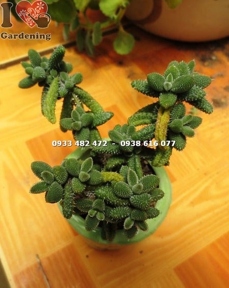 Chi tiết lá cây sen đá trái tim mặt nạ nhỏ gai li ti trong suốt