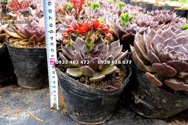 Cây sen nâu lớn khỏe mạnh không sâu bệnh