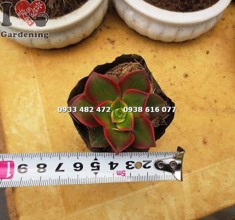 Sen đá nâu lá xếp tầng đẹp mắt