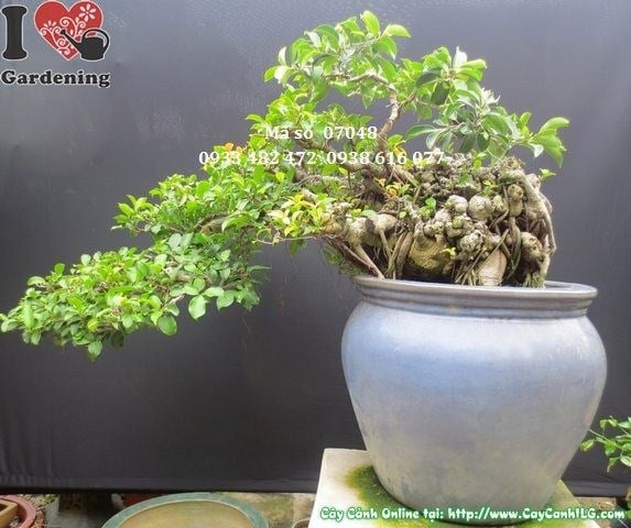 Cây si bonsai lá nhỏ dáng bay cao 45cm hoành 80cm Ms 07048