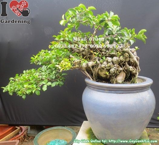 Cây si bonsai lá nhỏ dáng bay gốc hoành 80cm