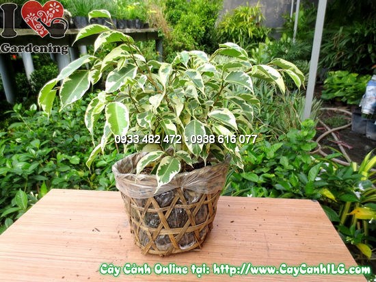 Cây si đốm bonsai đẹp nghệ thuật