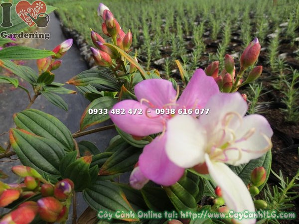 Hoa sim thái hồng nở đẹp rực rỡ trên cây cao 35cm