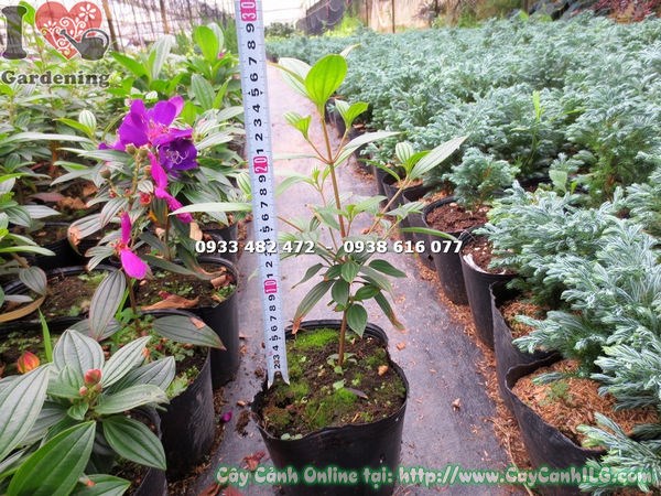 Cây sim Thái hoa tím - cảnh quan tổng thể