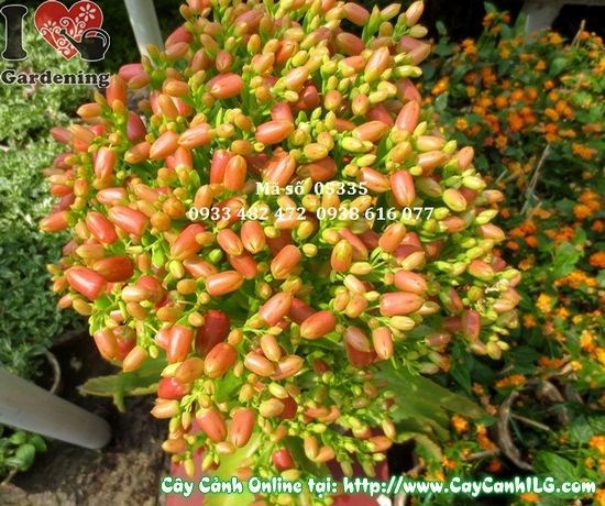 Cắt tỉa và chăm sóc cây sống đời đúng cách