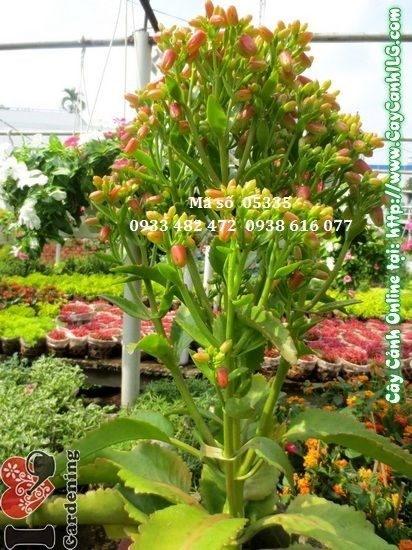 Cây sống đời hoa rực rỡ tại vườn ILG
