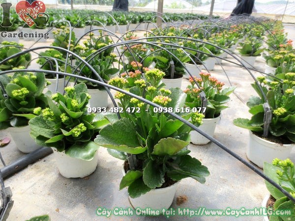 Cây sống đời hoa kép mini cao 15cm tại vườn ILG TP.HCM