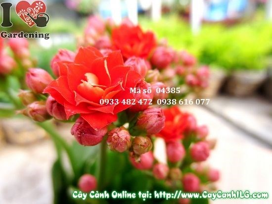 Hoa kép của cây sống đời xếp nhiều tầng rực rỡ