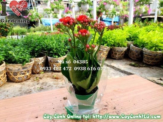 Cắt tỉa hoa tàn của cây sống đời hoa kép để kích ra hoa mới