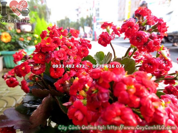 cây sống đời kép hoa đỏ giống mới – hình ảnh thực tế tại vườn ILG