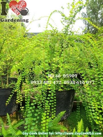 Cây sơn liễu 50cm tươi tốt – mua sỉ lẻ tại ILG TP.HCM