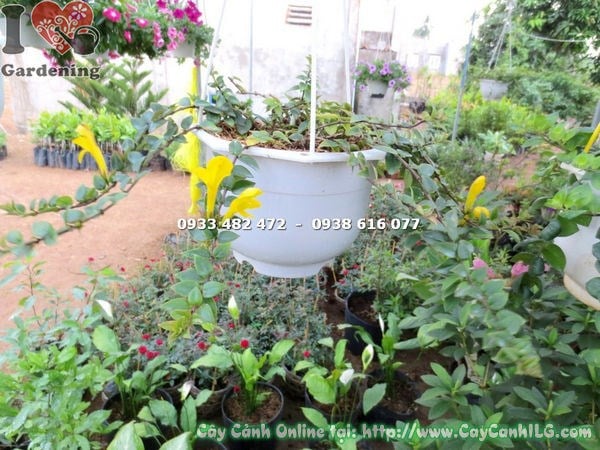 Cây son môi hoa vàng giống mới cao 20cm – MS 18211