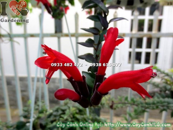 Cây son môi lá nhỏ hoa đỏ rủ xuống đẹp