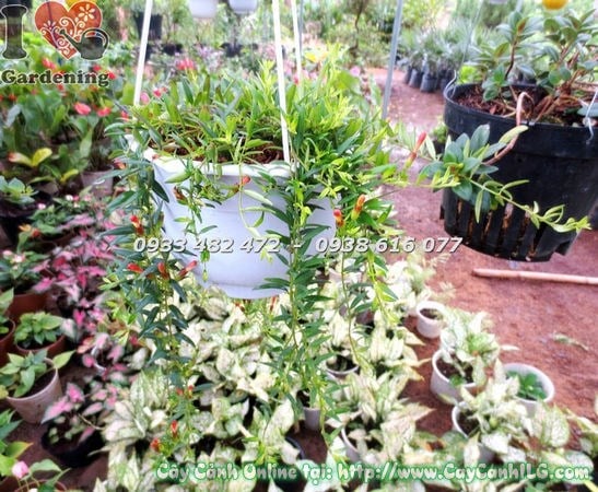 Cây son môi lá nhỏ Ms 18380 - hoa đỏ nổi bật trên nền lá xanh