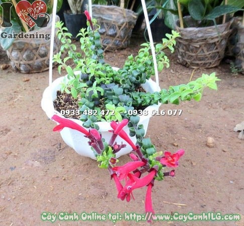 Hoa son môi phụng giống mới – đài đen nhung đỏ rực