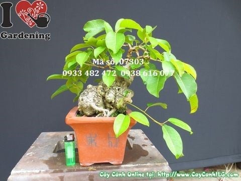 Cây sộp bonsai mini đẹp cao 25cm hoành 38cm Ms 07303 – chính diện