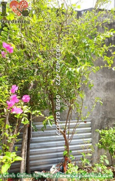 Cây sơ ri giống nhỏ đang phát triển