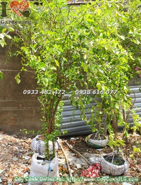 Cây sơ ri giống cao 2m tại vườn ILG