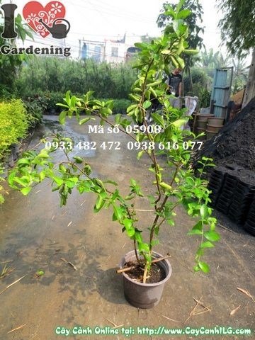 Cây sơ ri giống cao 50cm – Ms 05908 tại ILG