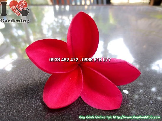 Cây sứ cùi 3m hoa nở đẹp, phù hợp trồng ngoại thất và công trình cảnh quan
