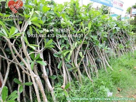 Thân cành cây sứ đại hoa trắng 1,7m – tán thưa đẹp