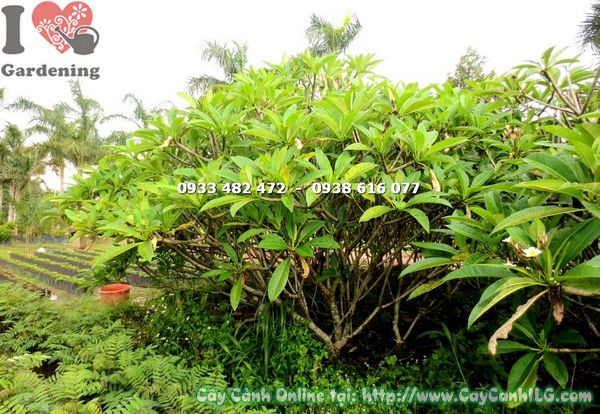 Cây sứ đại tán đẹp cao 2m hoa nở rực rỡ – Ms 17808