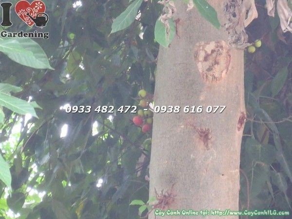 Cây Sung tán đẹp cao 6m dùng cho công trình cảnh quan