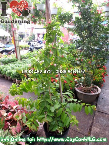 chùm hoa sử quân tử đỏ hồng đẹp cao 1m2