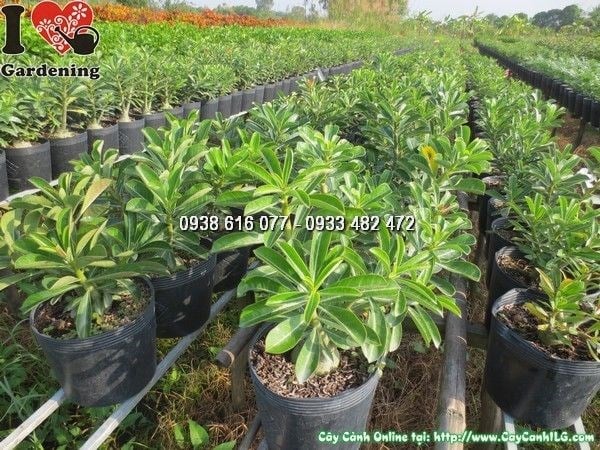 Chăm sóc cây sứ thái đúng kỹ thuật để ra hoa đẹp