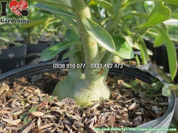 Cây sứ thái cần nhiều ánh nắng để ra hoa rực rỡ