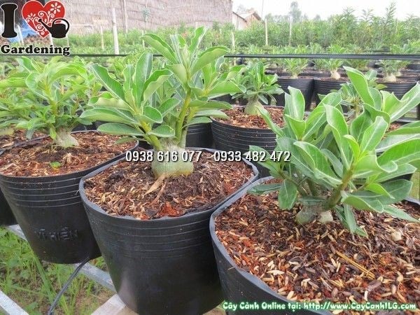 Nhân giống cây sứ thái bằng cành giâm, tỷ lệ thành công cao