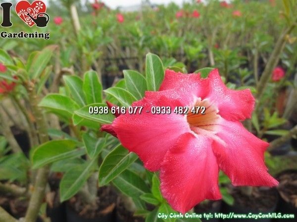 Cây sứ thái hoa hồng đậm cao 40cm – kiểng hoa tươi tắn, thân mọng nước