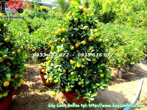 Cây tắc 108cm trái vàng rực rỡ trang trí sân vườn dịp Tết