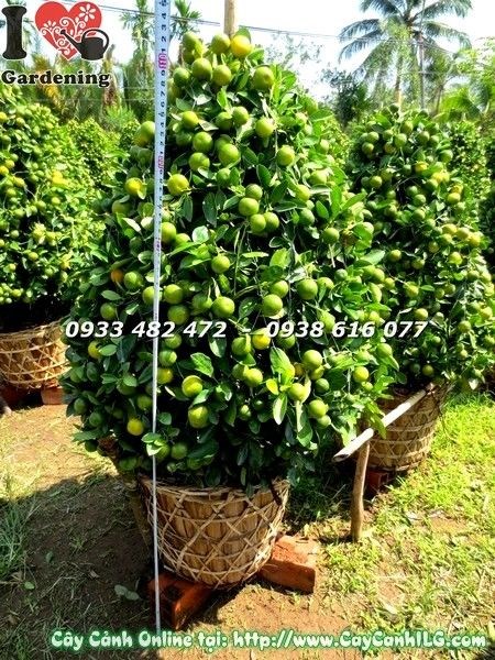 Cây tắc cao 115cm Ms 19603 sai trái vàng tươi trang trí Tết