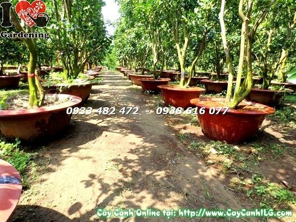 Cây tắc cao 130cm Ms 19581 - dáng cây đẹp sai trái