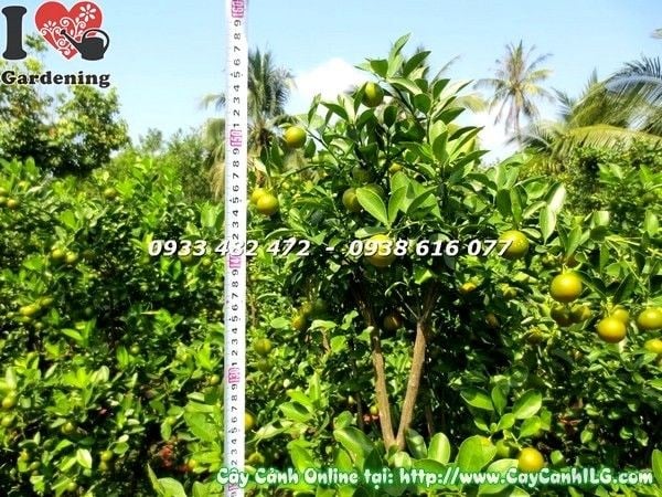 Cây tắc cao 160cm Ms 19613 - dáng cây đẹp sai trái