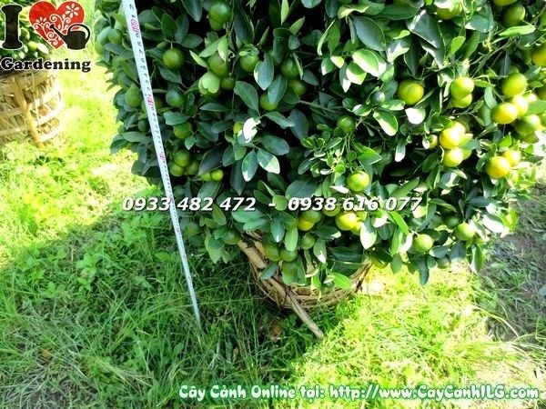 Cây tắc cao 170cm Ms 19622 - hình chụp thực tế tại vườn ILG