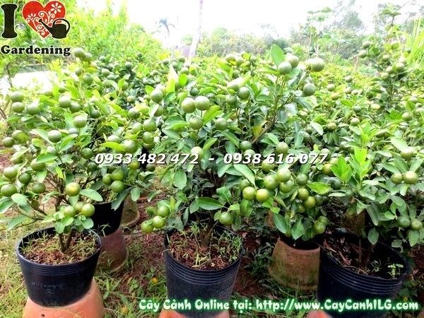 Cây tắc 55cm trồng chậu trang trí - Ms 19587