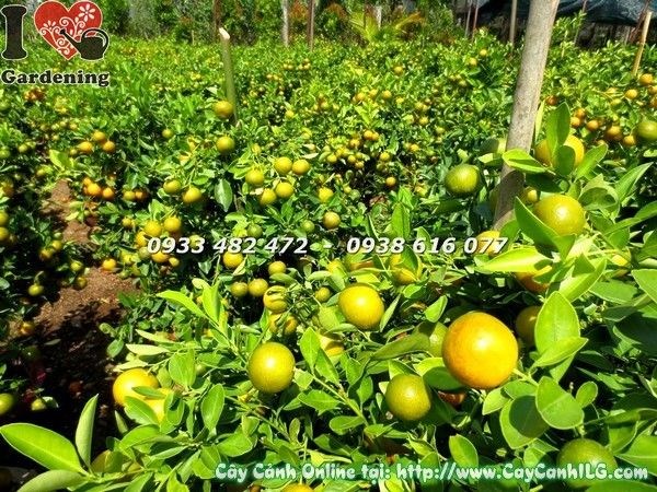 Cây tắc cao 80cm trái vàng trĩu cành – Ms 19292