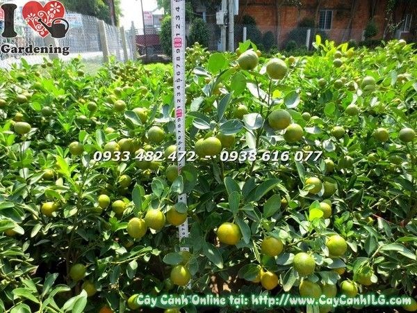 Cây tắc 80cm lá xanh dày, trái vàng đều đẹp