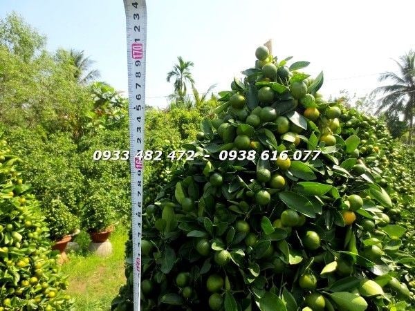 Chăm sóc cây tắc cắt tháp dày trái cao 1,4m tại vườn ILG