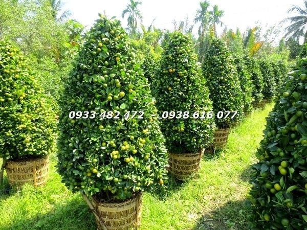 Cây tắc cắt tháp dày trái cao 1,4m – dáng tháp chuẩn, quả đầy