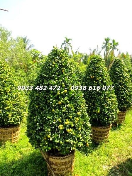 Cây tắc cắt tháp cao 1,4m – đặc điểm lá xanh, quả vàng nổi bật