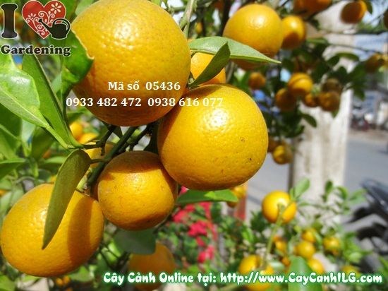Cây Tắc Hà Nội dáng thấp quả chín vàng rực
