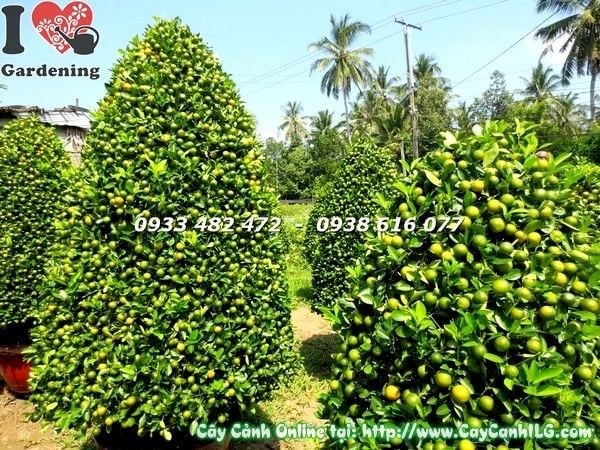 Cây tắc lớn hình tháp đẹp Ms 19636 - dáng tháp uy nghi trĩu trái vàng