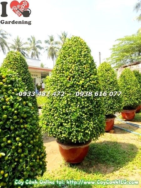 Hướng dẫn chăm sóc cây tắc lớn hình tháp - tưới nước ánh sáng phân bón
