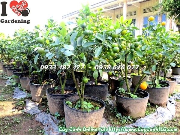 Cây tắc quất Ms:19567 hình chụp 29/11 âm lịch – ILG cung cấp sỉ lẻ