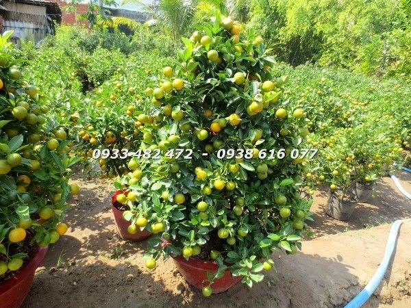 Cây tắc Tết 90cm chăm sóc tưới nước ánh sáng Ms 22911